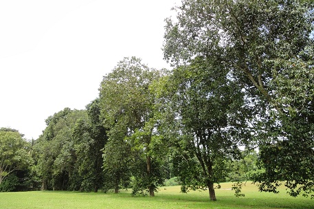 سیب دریا - معرفی درختان میوه